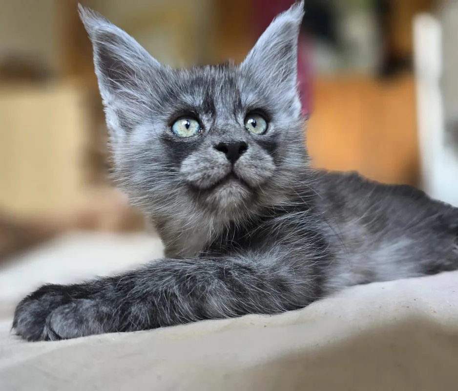 Chaton BLUE SKY