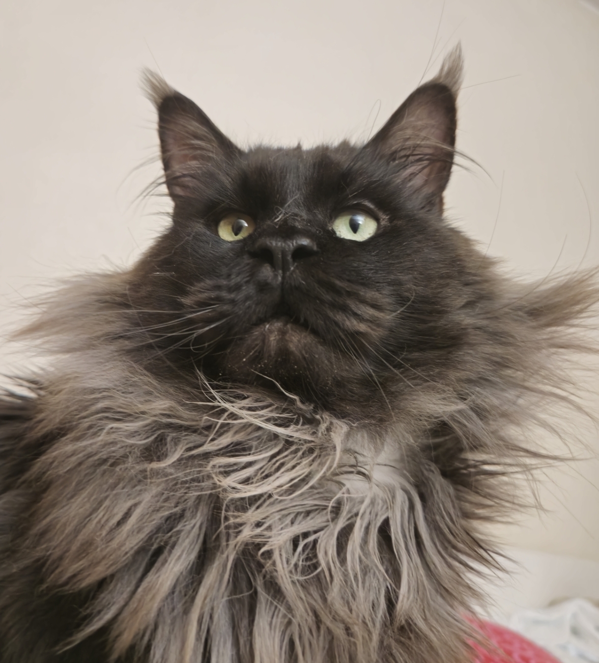 GERAKLEYA RAMON (Chatterie Frasercoon)