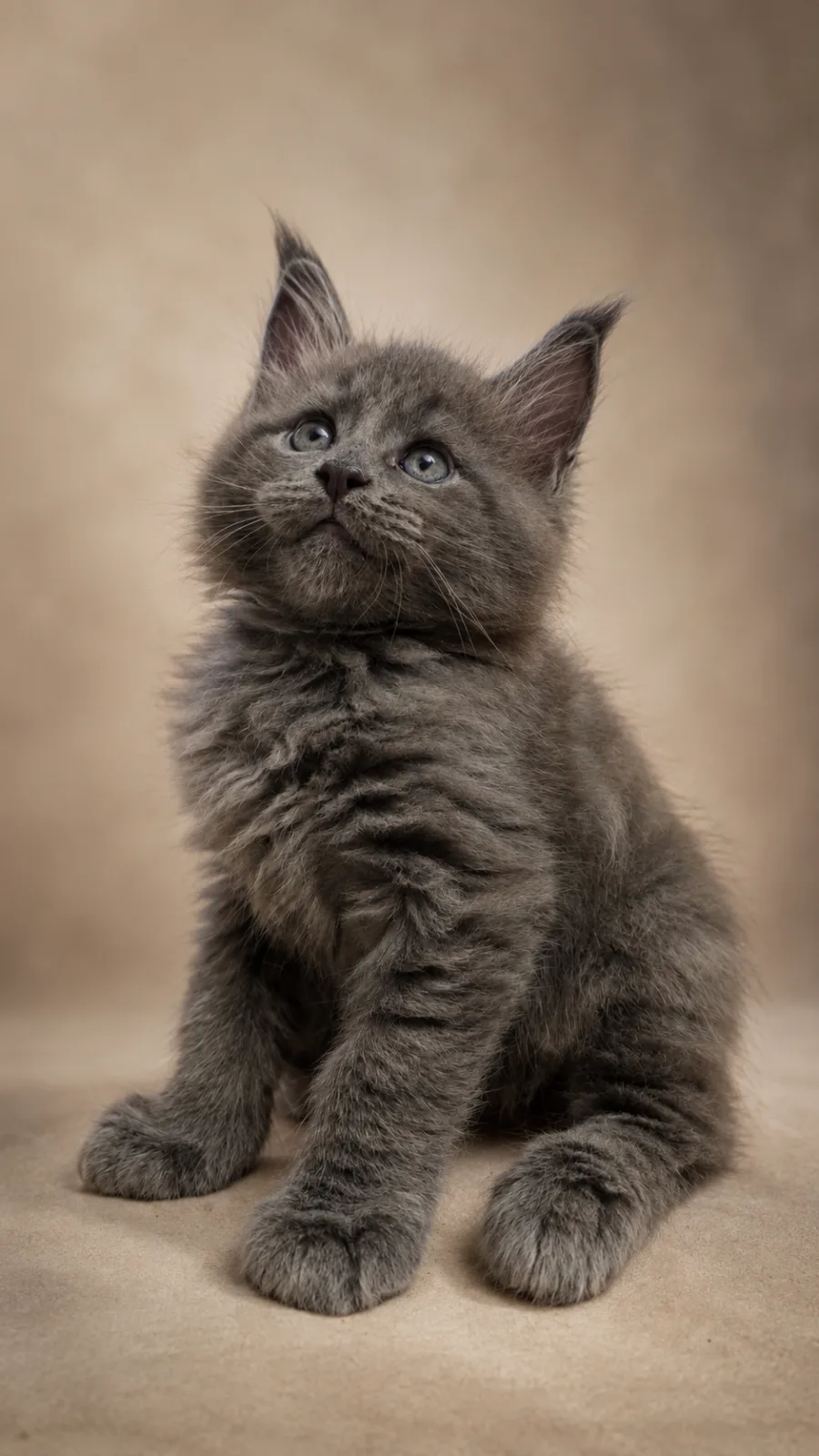 Chaton BLUE BEAR