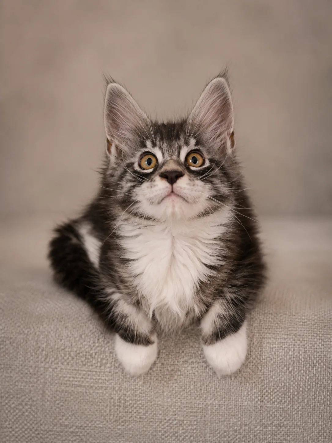 Chaton BOBBY